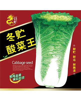 冬贮酸菜王