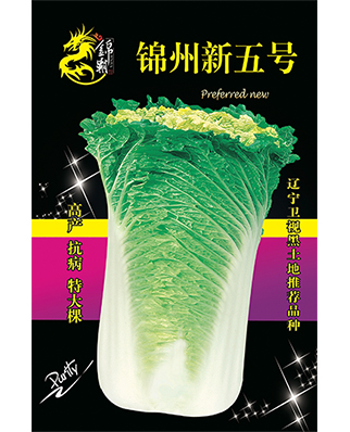 锦州新五号